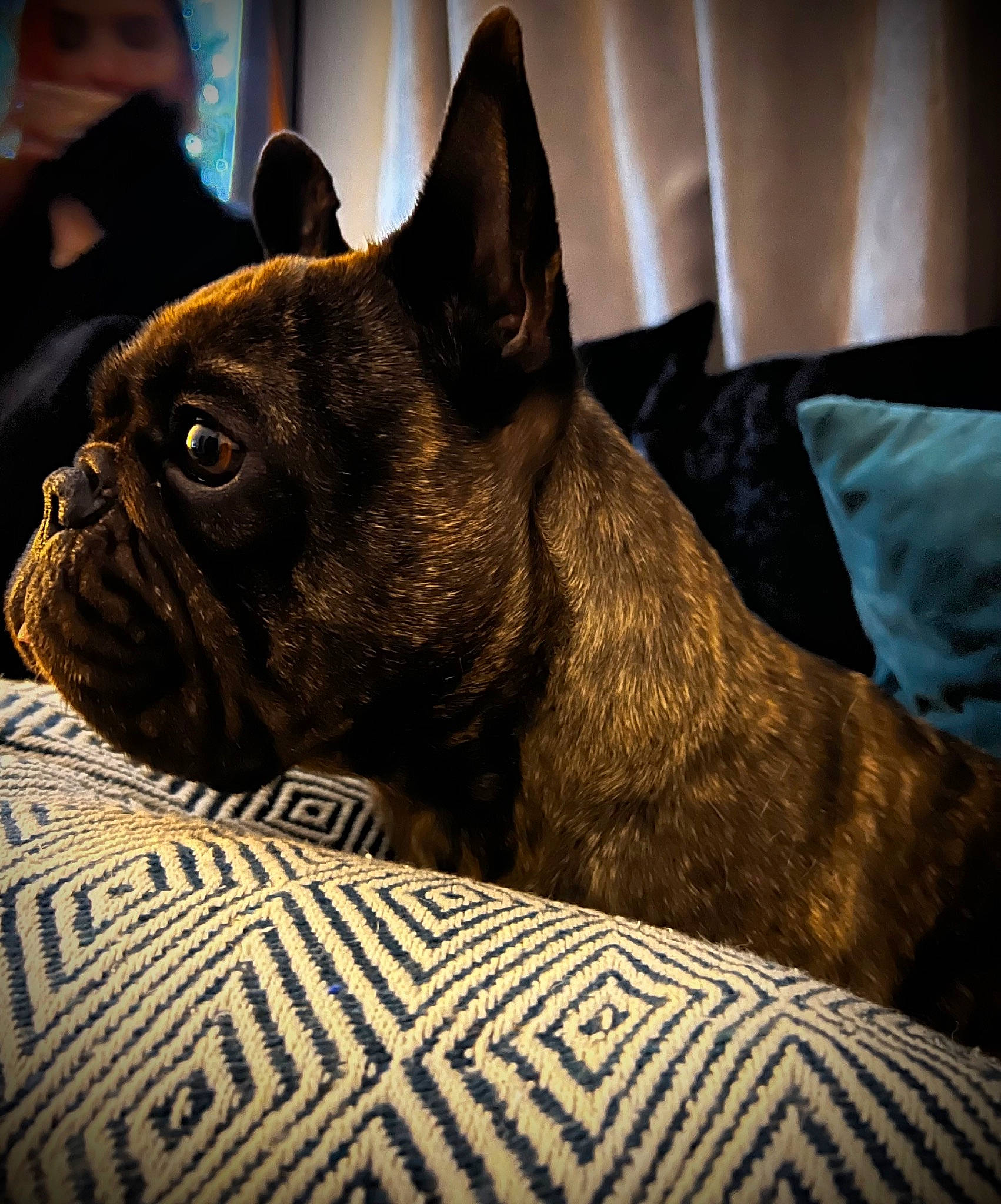 Bea joined the competition — help win amazing prizes! canidae, carmine, carnivore, comfort, companion_dog, dog, dog_breed, fawn, french_bulldog, fur, molosser, non_sporting_group, pug, snout, sporting_group, terrestrial_animal, toy_dog, whiskers, working_animal, wrinkle