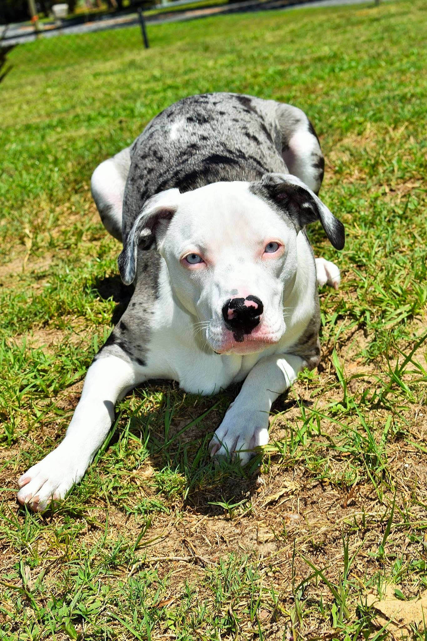 Pepper joined the competition — help win amazing prizes! canidae, carnivore, collar, companion_dog, dog, dog_breed, dog_collar, fawn, grass, non_sporting_group, plant, snout, sporting_group, tail, terrestrial_animal, working_animal, working_dog