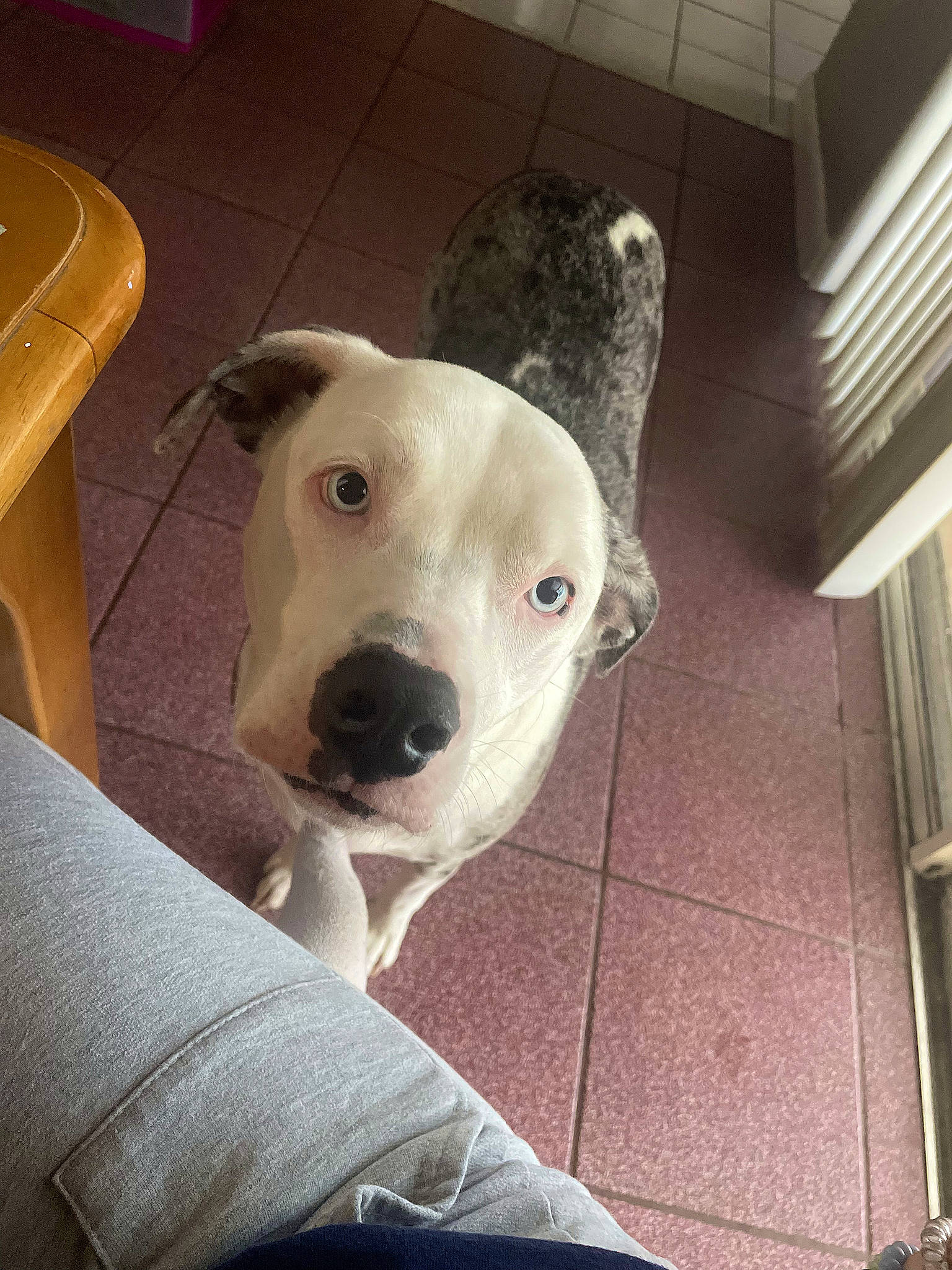 Pepper joined the competition — help win amazing prizes! canidae, carnivore, collar, comfort, companion_dog, dog, dog_breed, dog_collar, dogo_argentino, fawn, flooring, fur, guard_dog, metal, selfie, sporting_group, terrestrial_animal, whiskers, wood, working_animal