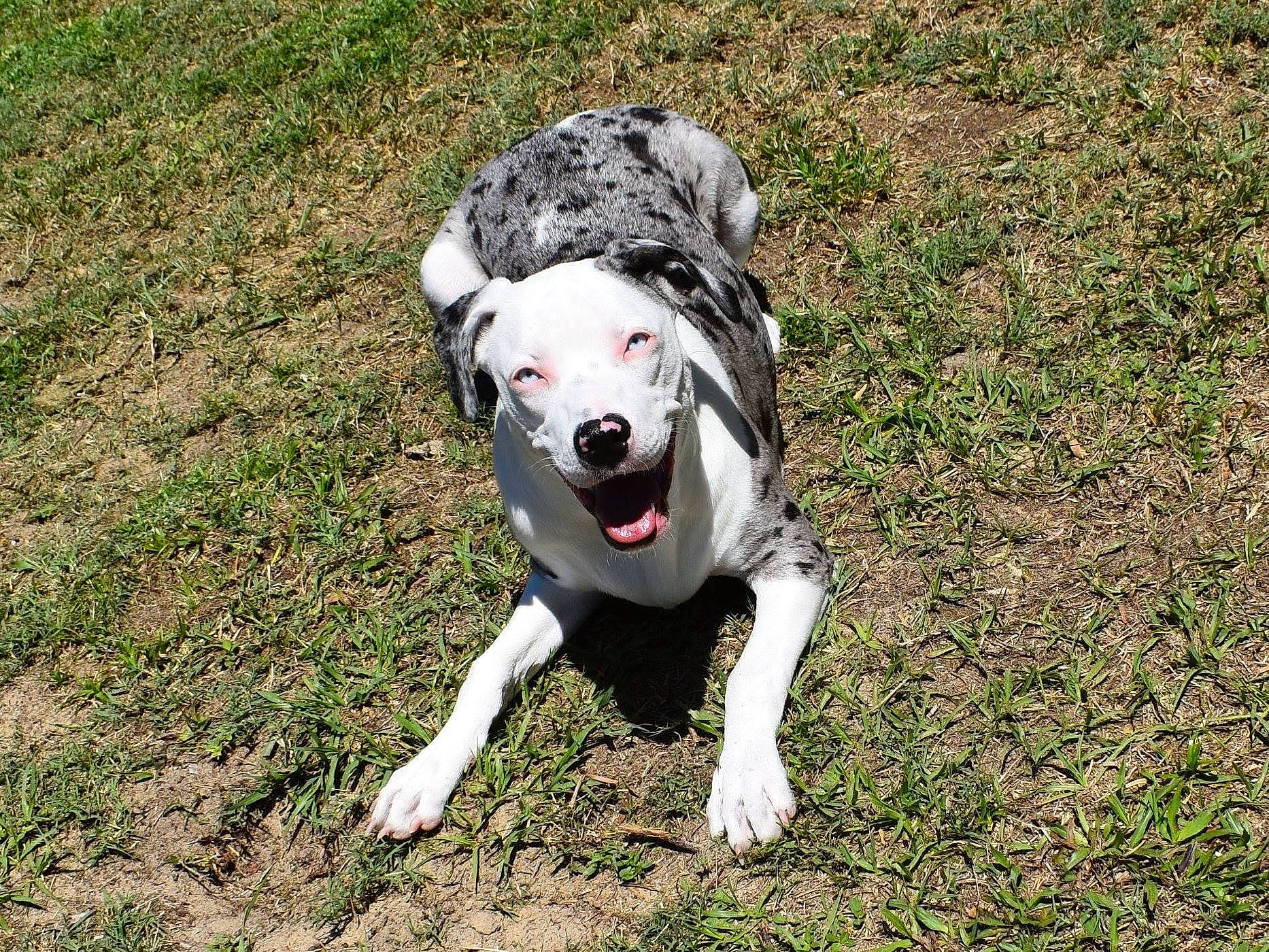 Pepper joined the competition — help win amazing prizes! adventure, canidae, carnivore, companion_dog, dog, dog_breed, dog_collar, dog_supply, fawn, grass, non_sporting_group, paw, plant, recreation, snout, soil, sporting_group, tail, working_animal, working_dog