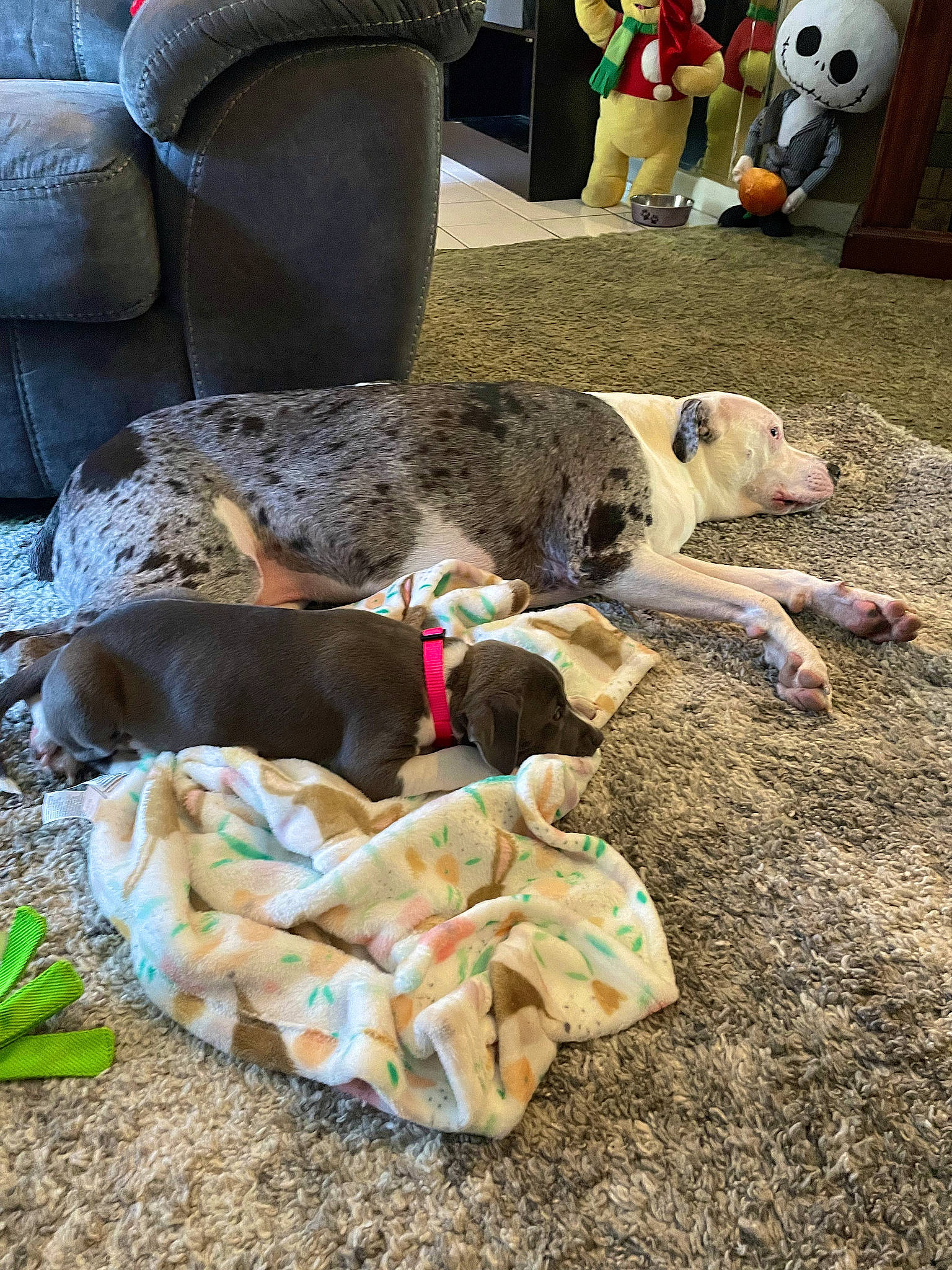 Bella is registered to the contest to win money with this photo: canidae, chair, comfort, companion_dog, dog_breed, fawn, felidae, fun, fur, leisure, nap, soil, sporting_group, terrestrial_animal, toy, working_animal