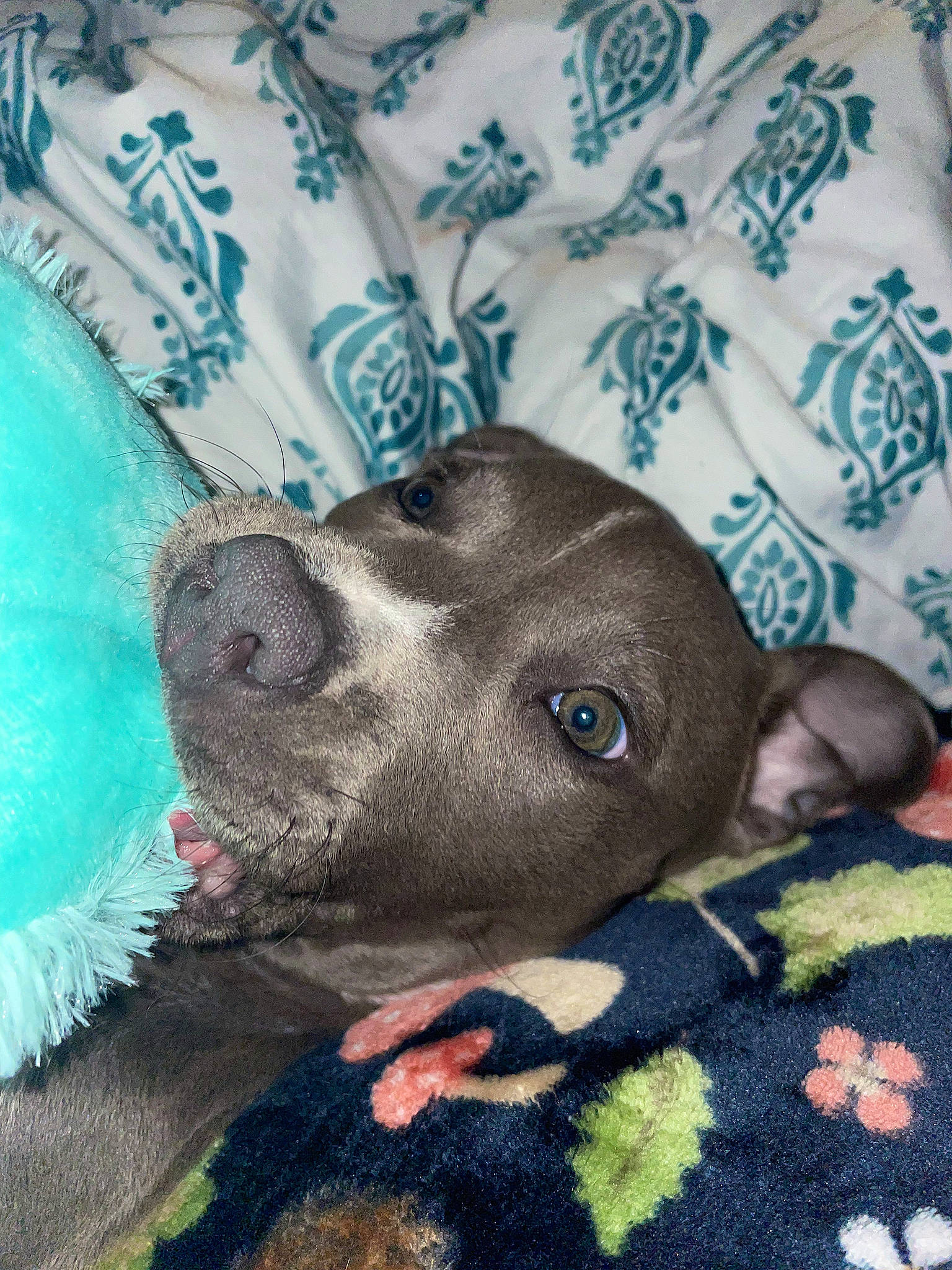 Bella is registered to the contest to win money with this photo: canidae, carnivore, comfort, companion_dog, dog, dog_breed, fawn, fur, guard_dog, linens, non_sporting_group, pattern, snout, sporting_group, whiskers, working_animal