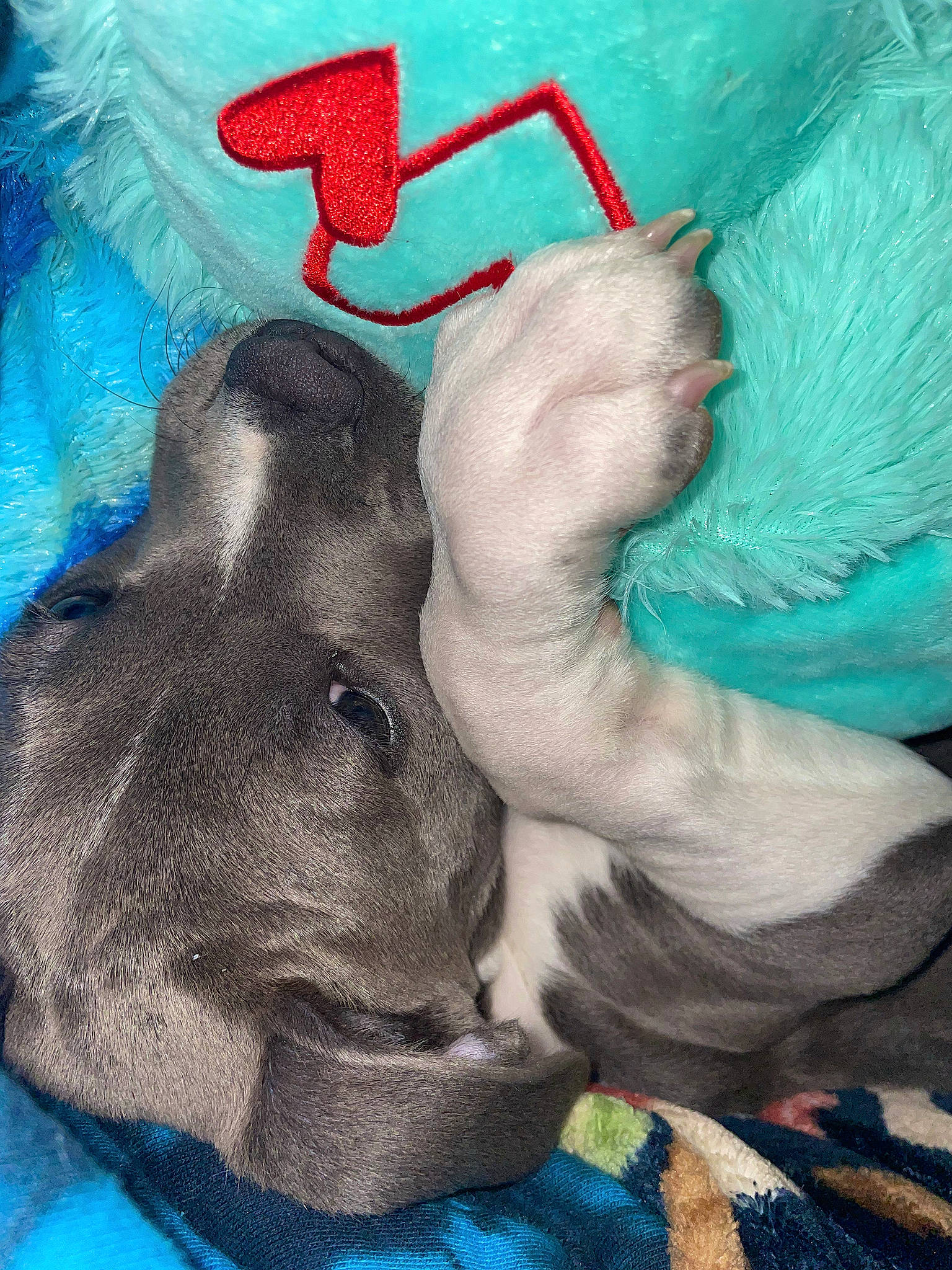 Bella joined the competition — help win amazing prizes! art, azure, carmine, carnivore, comfort, companion_dog, dog, dog_breed, electric_blue, fawn, foot, gesture, graffiti, human_leg, paint, painting, snout, tail, visual_arts, working_animal