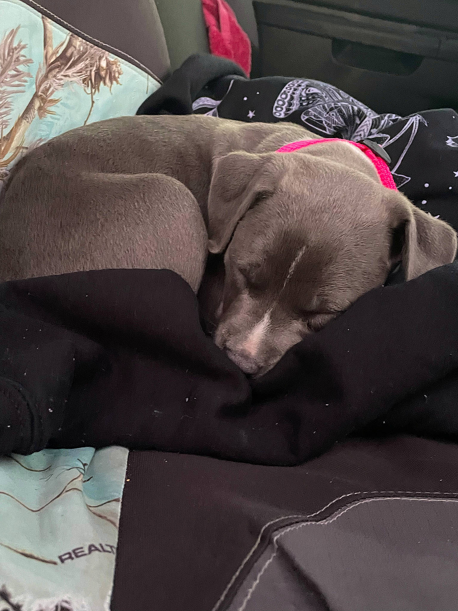 Bella joined the competition — help win amazing prizes! bag, bedding, car_seat_cover, carmine, carnivore, comfort, companion_dog, dog, dog_breed, dog_supply, fawn, grey, linens, magenta, pattern, sporting_group, tints_and_shades, vehicle, window, working_animal