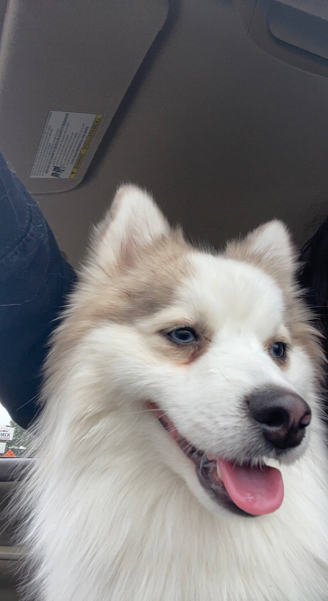 Auggie joined the competition — help win amazing prizes! ancient_dog_breeds, canidae, carnivore, companion_dog, dog, dog_breed, fang, fur, jaw, non_sporting_group, sled_dog, sporting_group, terrestrial_animal, whiskers, working_animal, working_dog