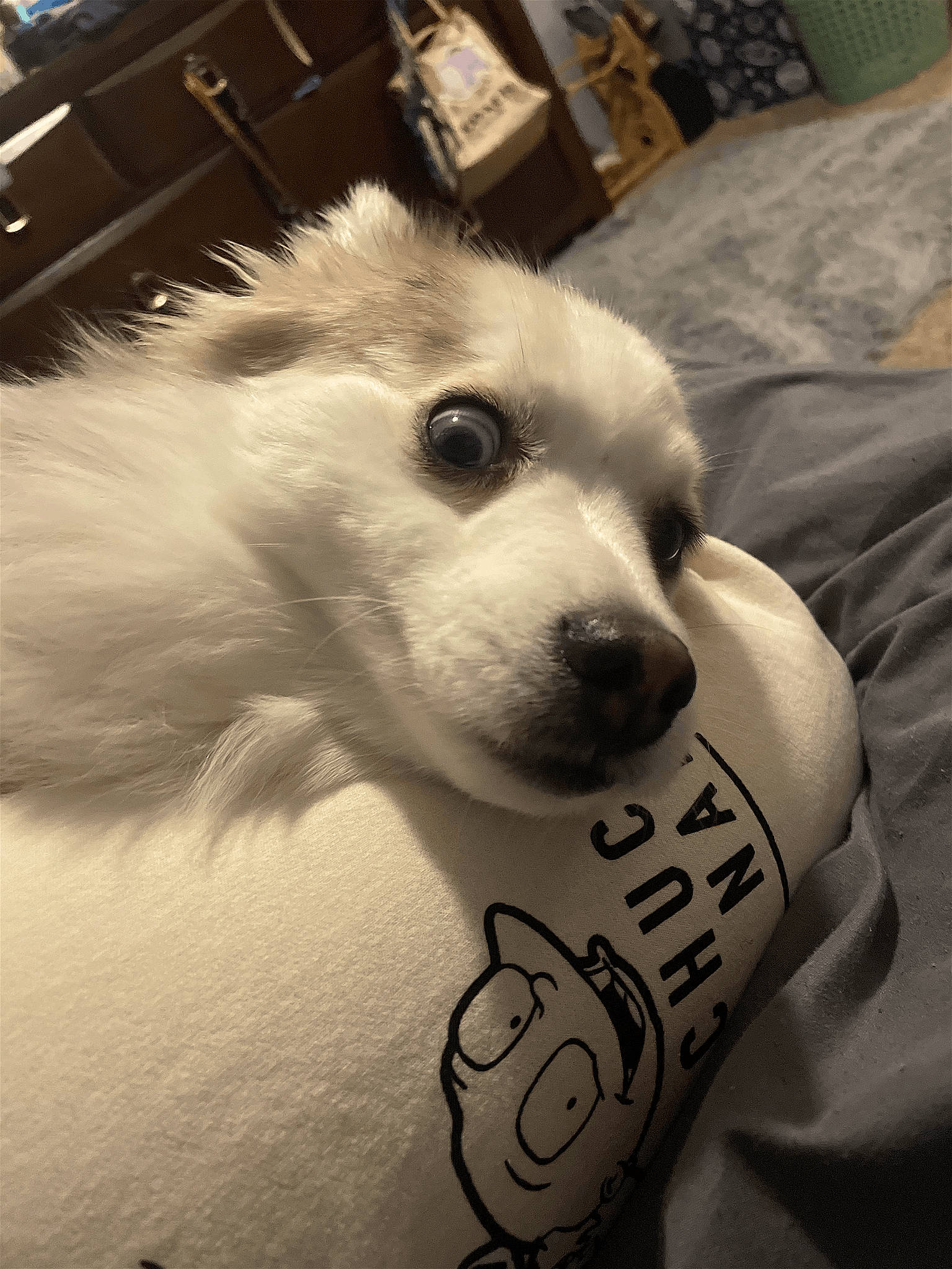 Auggie is registered to the contest to win money with this photo: canidae, carnivore, cloud, companion_dog, dog, dog_breed, eye, eyebrow, fawn, fur, german_spitz, happy, head, snout, spitz, sporting_group, toy_dog, volpino_italiano, whiskers, working_animal