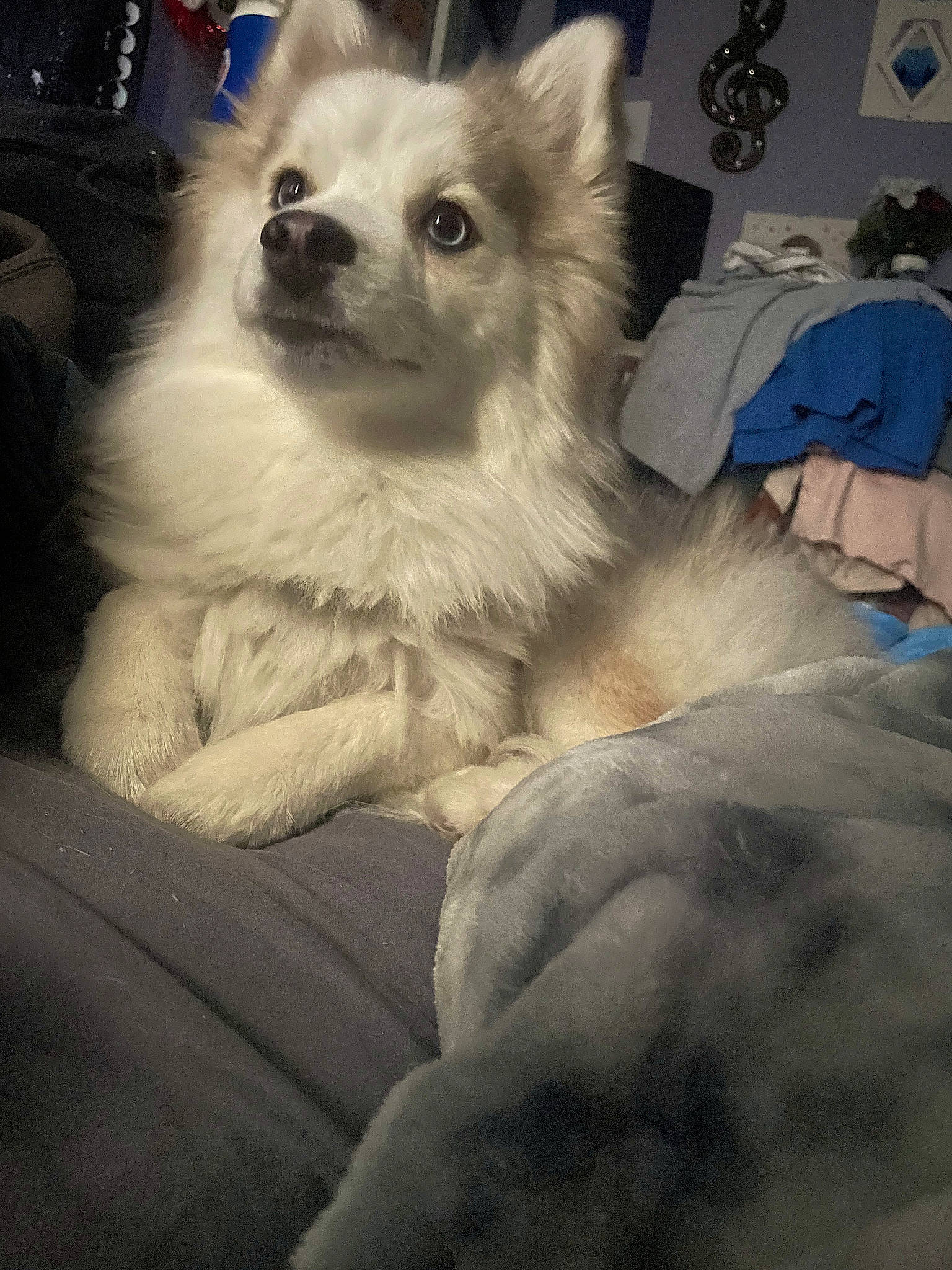 Auggie is registered to the contest to win money with this photo: american_eskimo_dog, canidae, carnivore, companion_dog, dog, dog_breed, eye, fawn, fur, indian_spitz, non_sporting_group, pomeranian, snout, spitz, sporting_group, terrestrial_animal, toy_dog, volpino_italiano, whiskers, working_animal