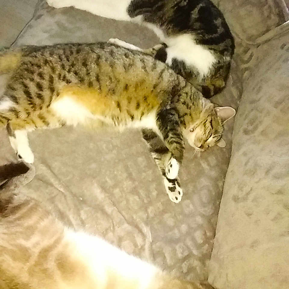Mes Bébés