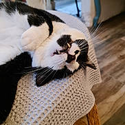 Pouppy a rejoint le concours — aidez-le/la à gagner de superbes lots ! cat, black_and_white, lying_down, teeth, whiskers, blanket, indoor, cozy, sleepy, feline, pet, close_up, relaxed, paw, fur, resting, wooden_floor, home, cute, animal