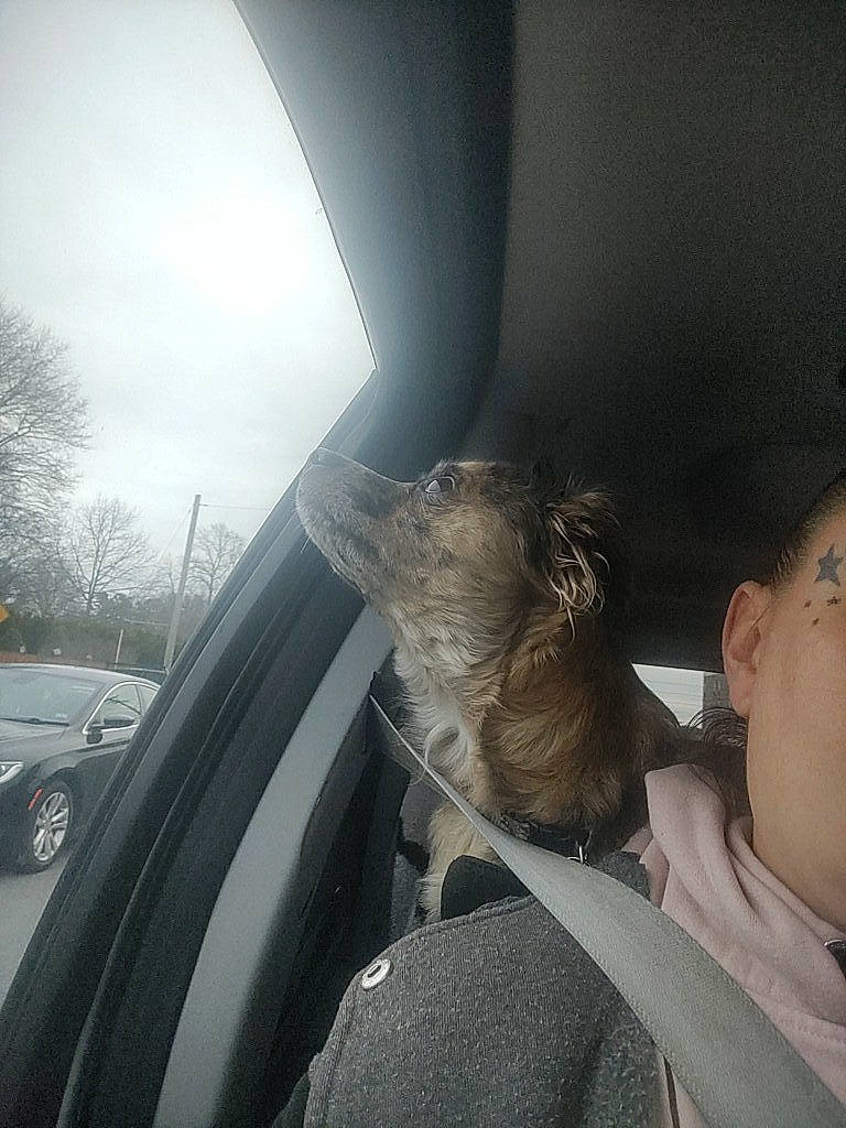 Roxie Nyla joined the competition — help win amazing prizes! auto_part, automotive_design, automotive_exterior, automotive_mirror, car, car_seat, comfort, glass, hood, motor_vehicle, personal_luxury_car, sky, tints_and_shades, tire, tree, vehicle, vehicle_door, wheel, window, windshield