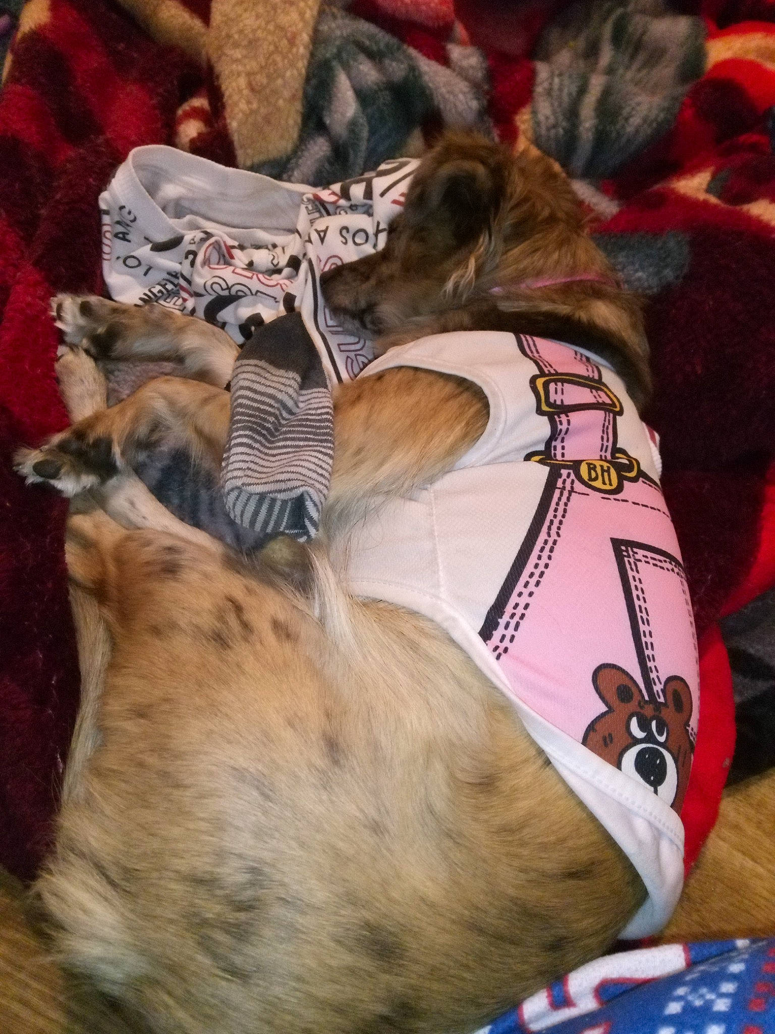 Roxie Nyla is registered to the contest to win money with this photo: canidae, carnivore, collar, companion_dog, dog, dog_breed, dog_clothes, dog_collar, fashion_accessory, fawn, felidae, fur, hat, sporting_group, tree, working_animal