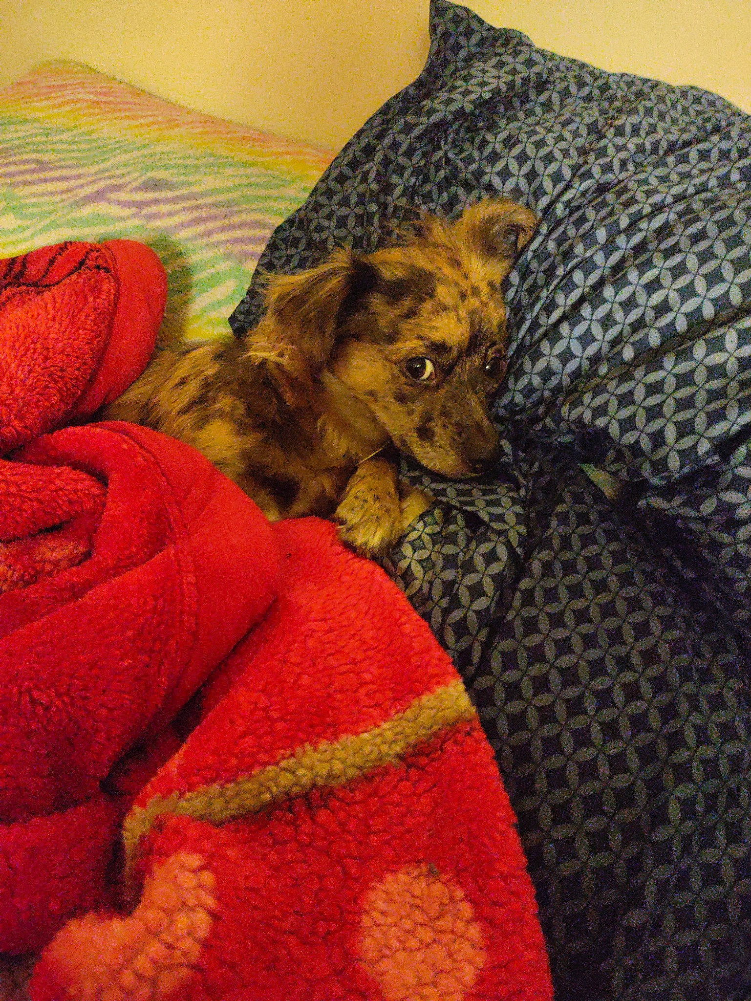 Roxie Nyla joined the competition — help win amazing prizes! art, bedding, big_cats, canidae, carnivore, comfort, companion_dog, dog, dog_breed, fawn, felidae, fur, linens, pattern, small_to_medium_sized_cats, snout, sporting_group, terrestrial_animal, textile, whiskers