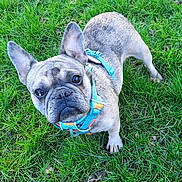 Upsy participe au concours pour gagner de l'argent avec cette photo : dog, french_bulldog, pet, animal, grass, outdoor, canine, cute, leash, harness, ears, snout, fur, muzzle, alert, looking_up, daylight, nature, playful, companion