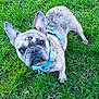 dog, french_bulldog, pet, animal, grass, outdoor, canine, cute, leash, harness, ears, snout, fur, muzzle, alert, looking_up, daylight, nature, playful, companion