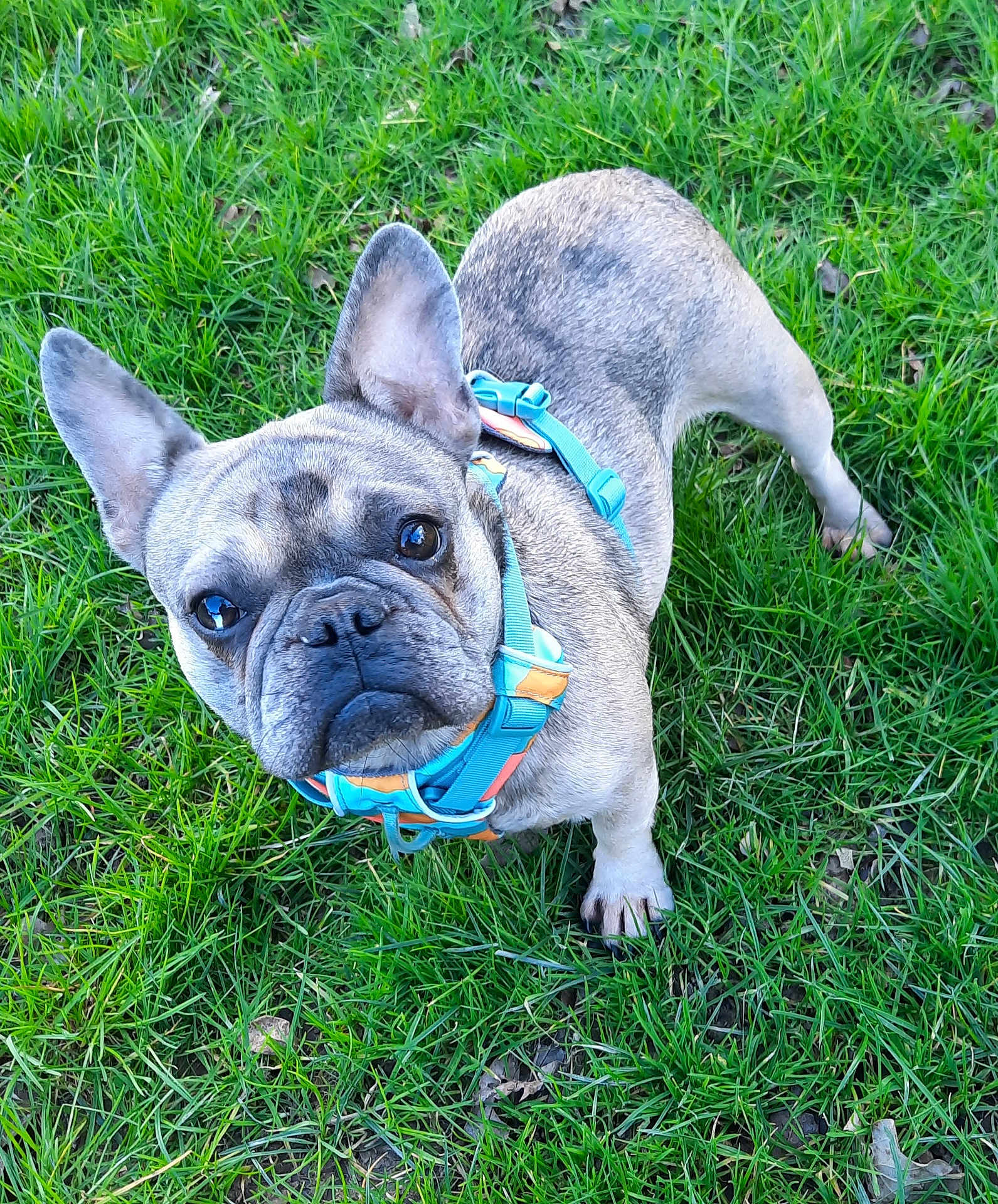 Upsy participe au concours pour gagner de l'argent avec cette photo : dog, french_bulldog, pet, animal, grass, outdoor, canine, cute, leash, harness, ears, snout, fur, muzzle, alert, looking_up, daylight, nature, playful, companion