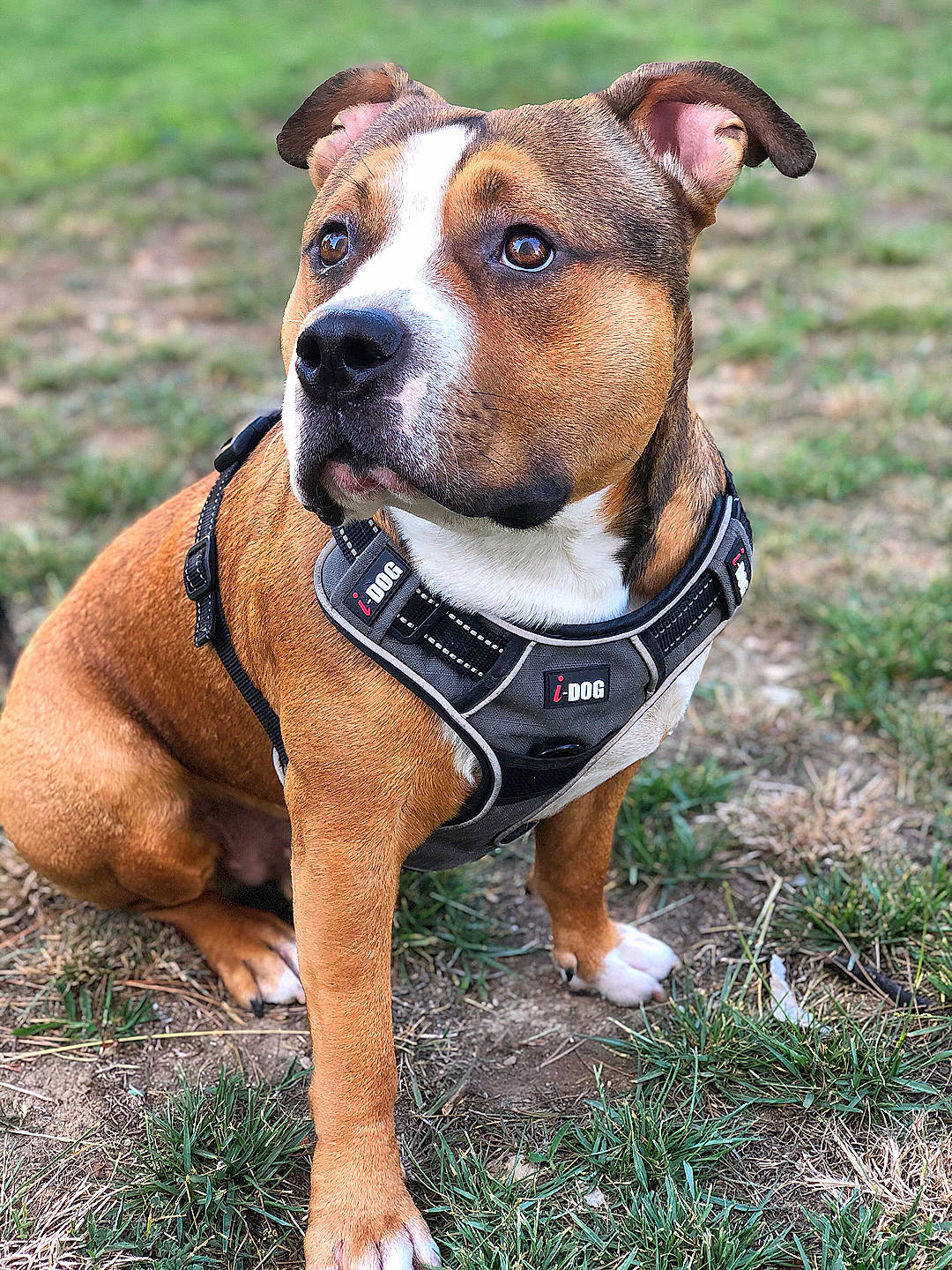 Boyka a rejoint le concours — aidez-le/la à gagner de superbes lots ! american_pit_bull_terrier, american_staffordshire_terrier, canidae, carnivore, collar, companion_dog, dog, dog_breed, dog_collar, fawn, mammal, non_sporting_group, pit_bull, rare_breed_dog, snout, staffordshire_bull_terrier, terrier, vertebrate