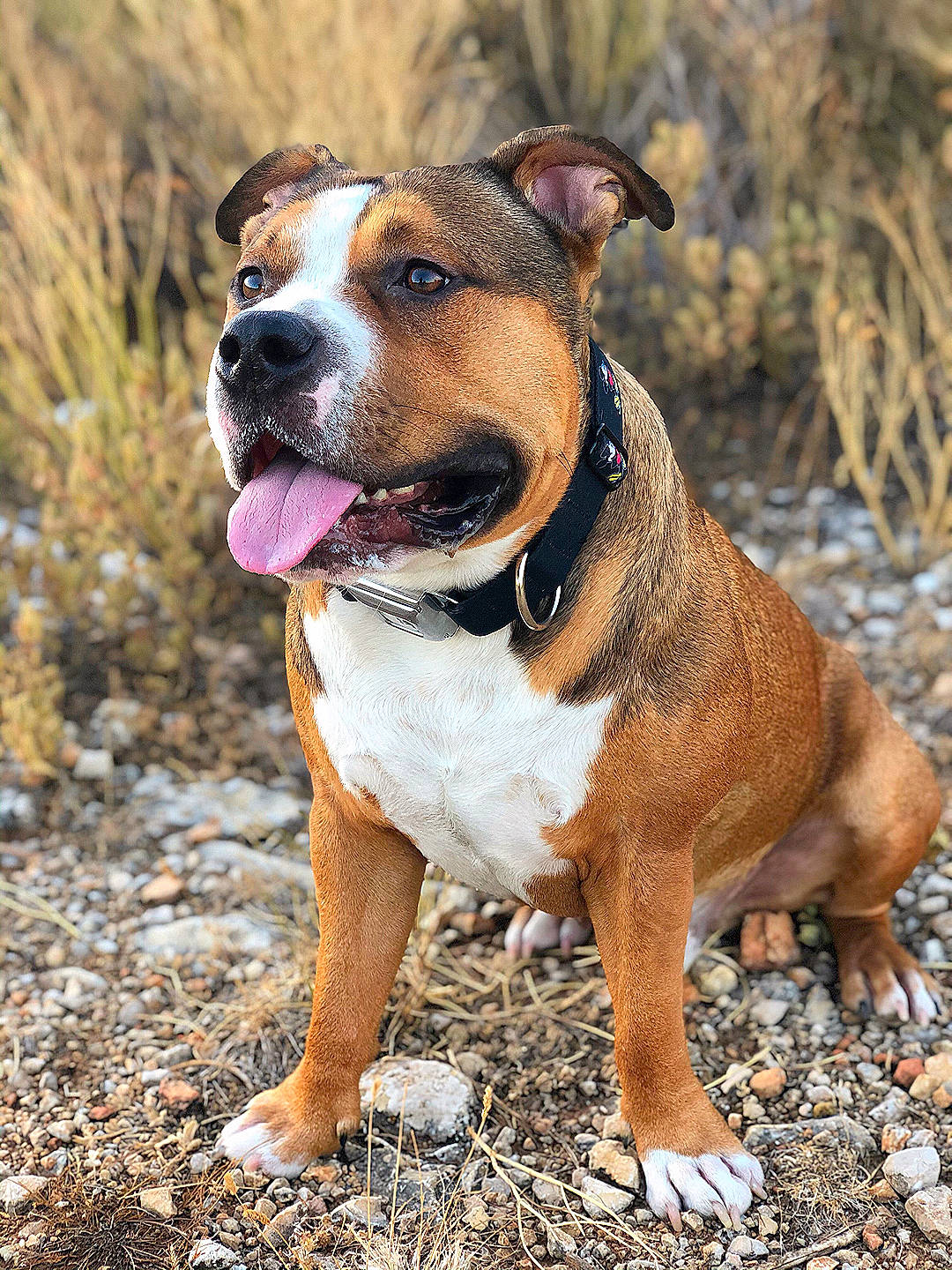 Boyka a rejoint le concours — aidez-le/la à gagner de superbes lots ! american_pit_bull_terrier, american_staffordshire_terrier, bulldog, canidae, carnivore, dog, dog_breed, fawn, mammal, non_sporting_group, olde_english_bulldogge, pit_bull, rare_breed_dog, snout, staffordshire_bull_terrier, terrier, vertebrate