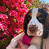 Sky a rejoint le concours — aidez-le/la à gagner de superbes lots ! puppy, dog, flower_bush, pink_flowers, green_leaves, pink_harness, hand, outdoor, spring, closeup, cute, pet, animal, nature, colorful, sunlight, portrait, fur, whiskers, blue_sky