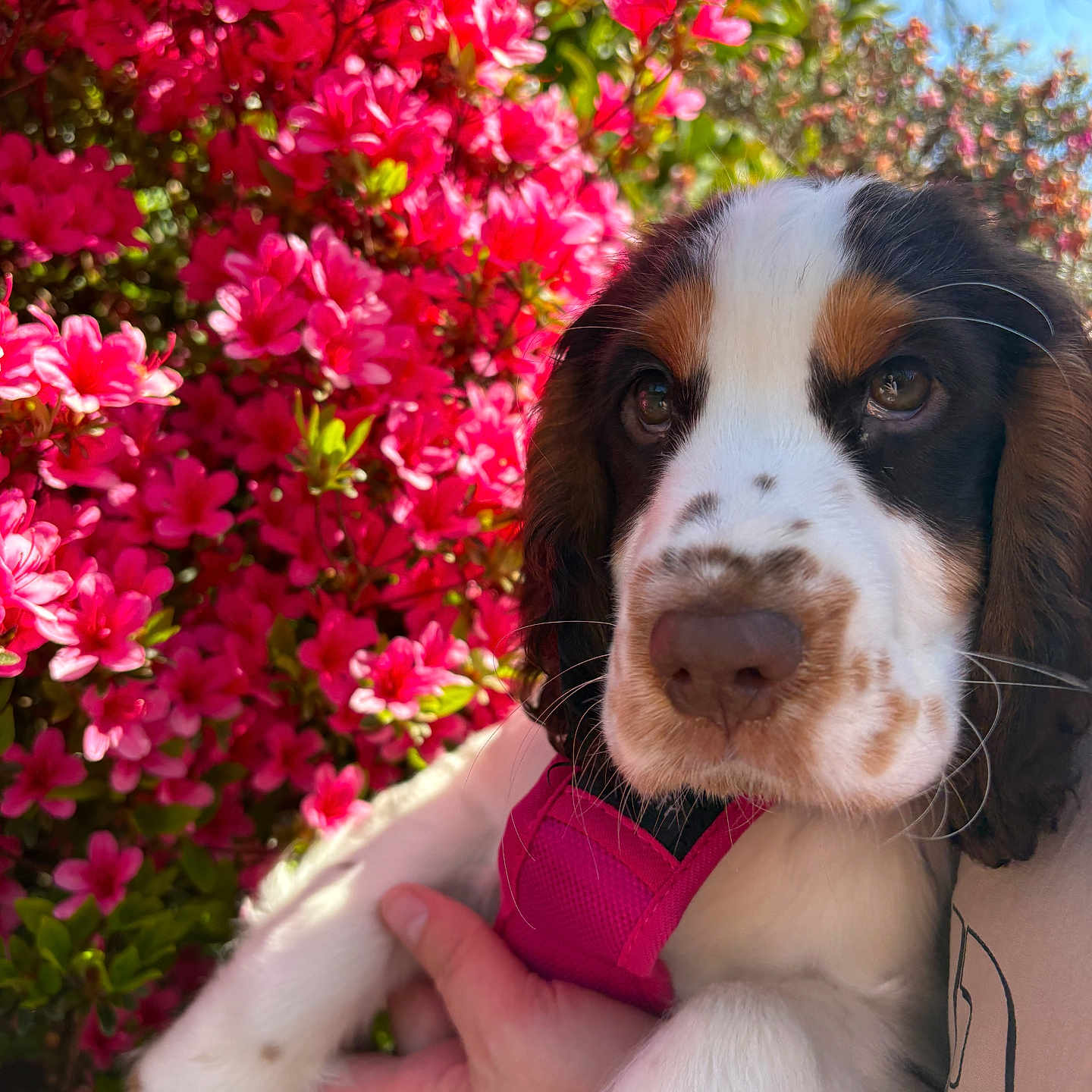 Sky a rejoint le concours — aidez-le/la à gagner de superbes lots ! puppy, dog, flower_bush, pink_flowers, green_leaves, pink_harness, hand, outdoor, spring, closeup, cute, pet, animal, nature, colorful, sunlight, portrait, fur, whiskers, blue_sky