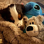 Sky participe au concours pour gagner de l'argent avec cette photo : puppy, dog, sleeping, blanket, plush_toy, stuffed_animal, cozy, bed, cute, fur, snuggle, resting, indoor, soft, animal, brown, white, black, toy, comfort