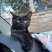 Pimienta Bobinski joined the competition — help win amazing prizes! animal, black_cat, blanket, car_interior, cat, close_up, collar, cute, dashboard, ears, eyes, feline, fur, indoor, kitten, pet, portrait, relaxed, whiskers, young_animal