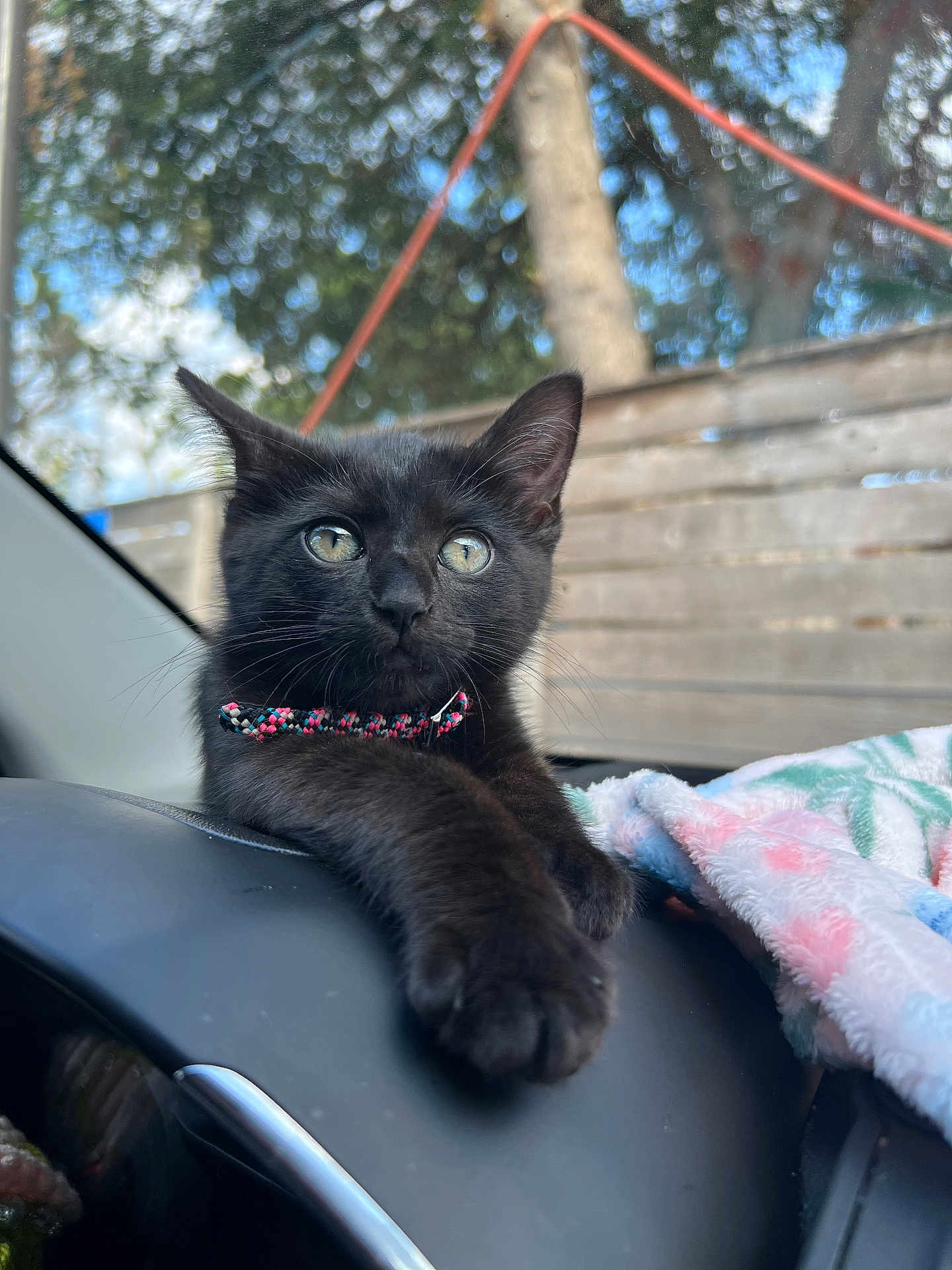 Pimienta Bobinski joined the competition — help win amazing prizes! animal, black_cat, blanket, car_interior, cat, close_up, collar, cute, dashboard, ears, eyes, feline, fur, indoor, kitten, pet, portrait, relaxed, whiskers, young_animal