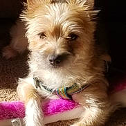 Dixie is registered to the contest to win money with this photo: dog, small_dog, fluffy, pet, indoor, carpet, toy, plush_toy, sunlight, relaxed, cute, animal, canine, fur, ears, collar, closeup, laying, domestic_animal, colorful