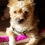 dog, small_dog, fluffy, pet, indoor, carpet, toy, plush_toy, sunlight, relaxed, cute, animal, canine, fur, ears, collar, closeup, laying, domestic_animal, colorful