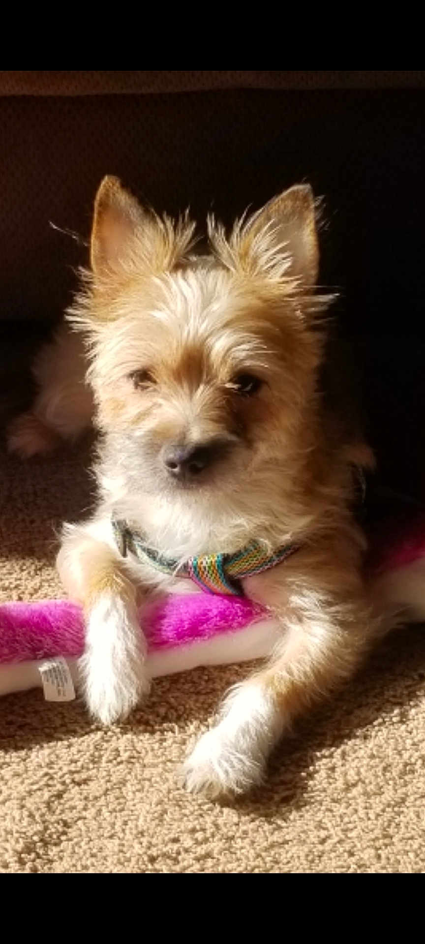 Dixie