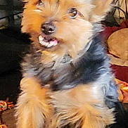 Newton is registered to the contest to win money with this photo: dog, small_dog, fluffy_fur, perky_ears, teeth, indoor, furniture, toy, pet, cute, brown, black, animal, canine, companion, looking_up, expression, living_room, domestic, cozy