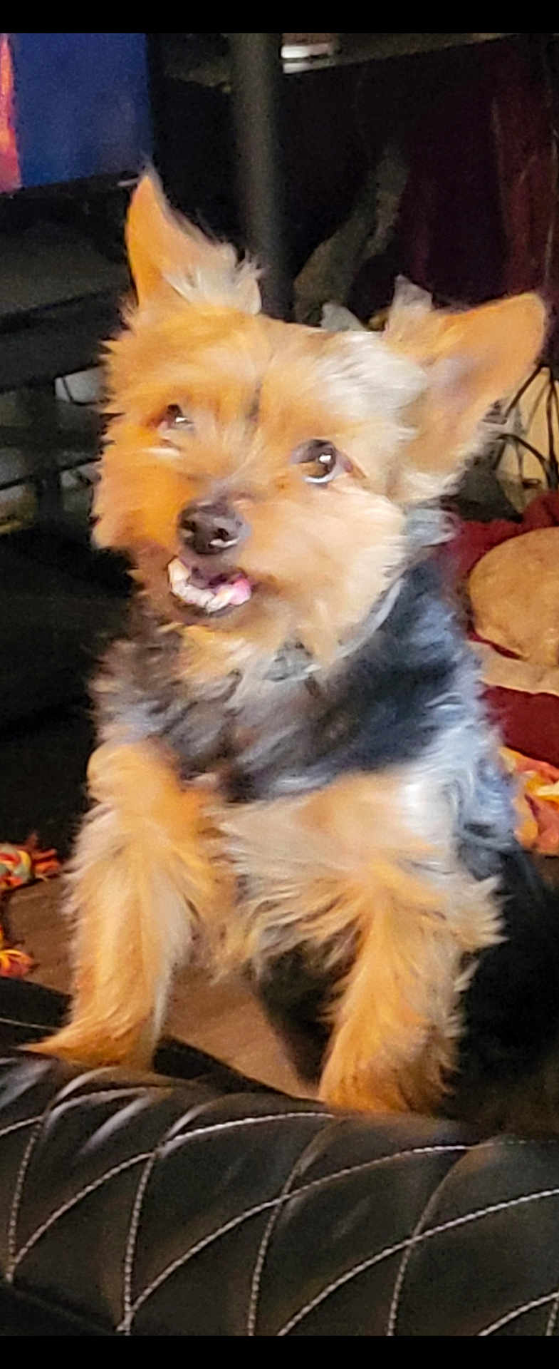 Newton is registered to the contest to win money with this photo: dog, small_dog, fluffy_fur, perky_ears, teeth, indoor, furniture, toy, pet, cute, brown, black, animal, canine, companion, looking_up, expression, living_room, domestic, cozy