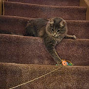 Tucker joined the competition — help win amazing prizes! cat, gray_cat, stairs, carpet, toy_mouse, string, pet, animal, feline, indoor, playing, curious, paw, resting, home, cozy, focused, cute, fluffy, young_cat
