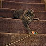 cat, gray_cat, stairs, carpet, toy_mouse, string, pet, animal, feline, indoor, playing, curious, paw, resting, home, cozy, focused, cute, fluffy, young_cat