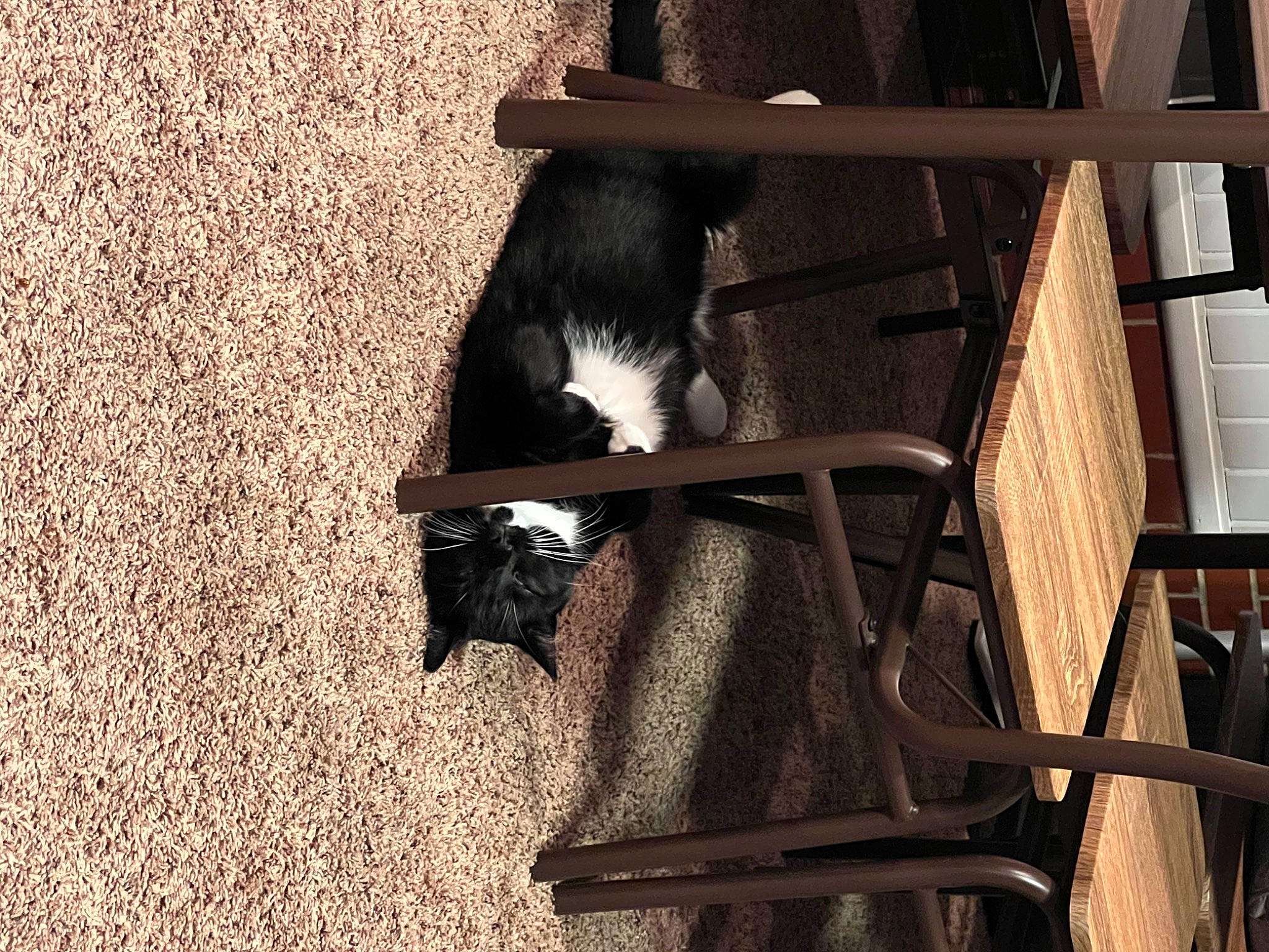 Boo Boo is registered to the contest to win money with this photo: carnivore, cat, chair, domestic_short_haired_cat, felidae, fur, hardwood, human_leg, landscape, monochrome, monochrome_photography, shadow, small_to_medium_sized_cats, soil, sporting_group, tail, tints_and_shades, whiskers, window, wood