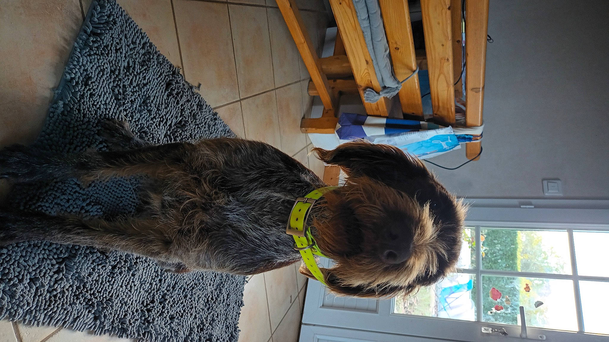 Tixi a rejoint le concours — aidez-le/la à gagner de superbes lots ! canidae, comfort, flooring, fur, human_leg, pattern, sporting_group, tail, thread, tree, wood, wool, woolen