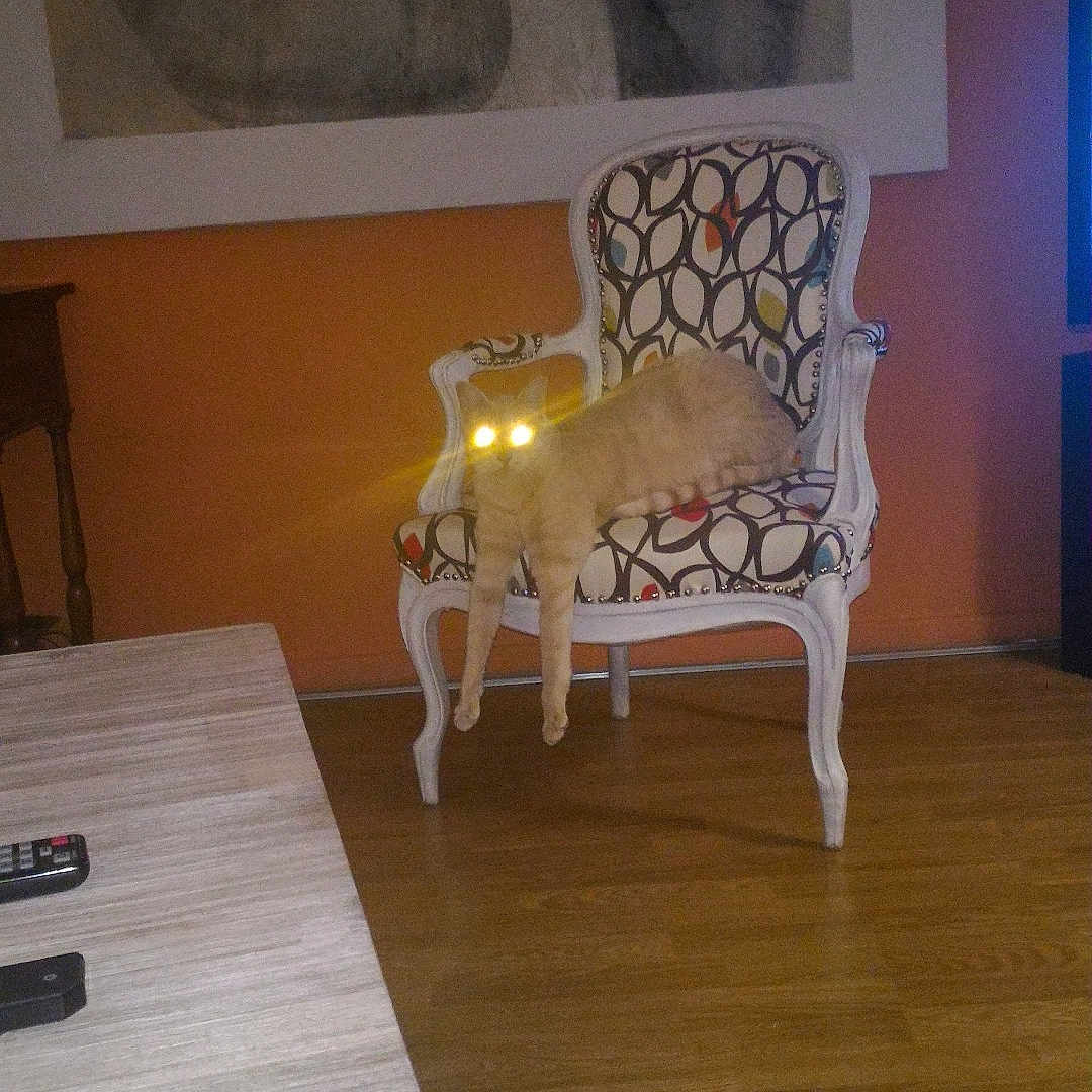 Tibere a rejoint le concours — aidez-le/la à gagner de superbes lots ! cat, chair, patterned_furniture, wooden_floor, indoor, living_room, glowing_eyes, furniture, pet, animal, orange_wall, table, remote_control, artwork, legs_dangling, cozy, domestic, home, relaxed, night