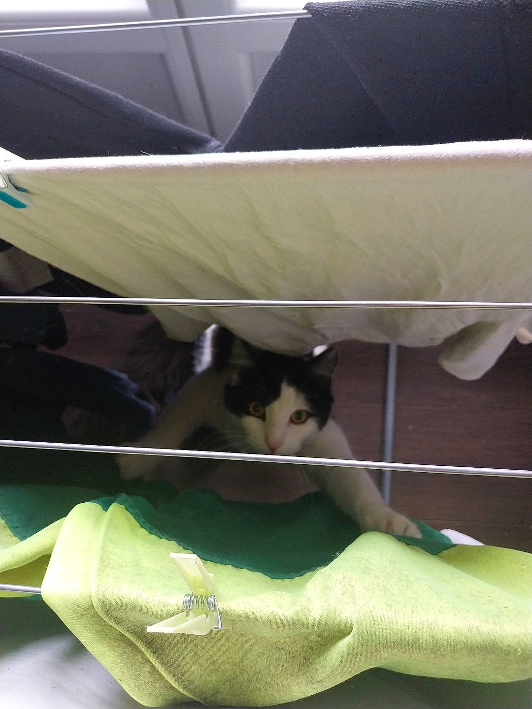 Junior a rejoint le concours — aidez-le/la à gagner de superbes lots ! adult, animal, bed, bedroom, cat, closet, cradle, crib, cupboard, furniture, homedecor, indoors, infantbed, kitten, linen, male, man, person, pet, room