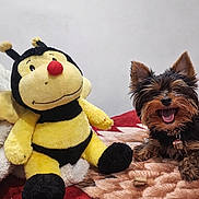 Toffi is registered to the contest to win money with this photo: bedroom, bee_toy, blanket, closeup, collar, cozy, cute, dog, fur, happy, indoor, pet_tag, plush_bee, puppy, red_blanket, smiling, stuffed_toy, tongue_out, toy, yorkshire_terrier