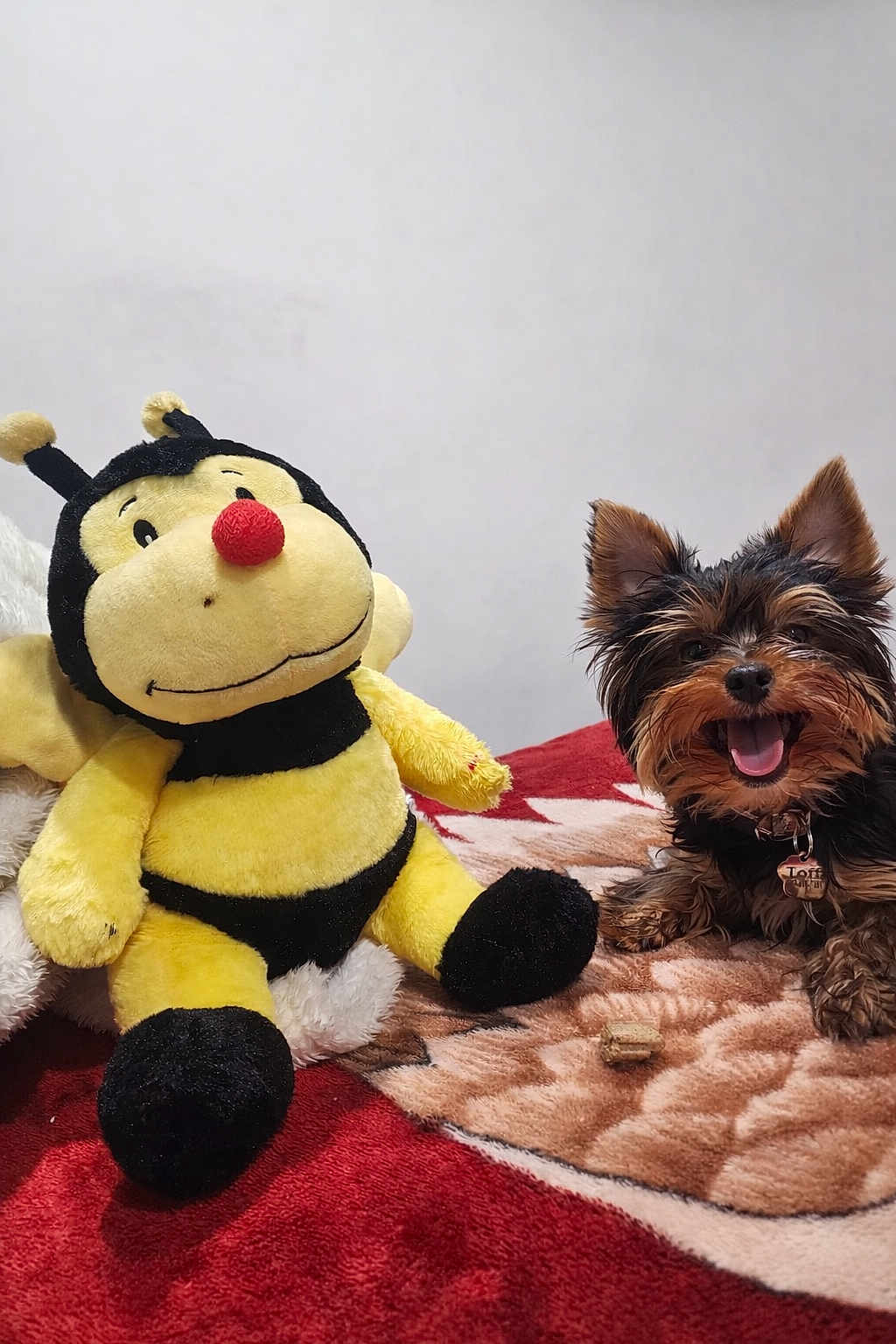 Toffi is registered to the contest to win money with this photo: bedroom, bee_toy, blanket, closeup, collar, cozy, cute, dog, fur, happy, indoor, pet_tag, plush_bee, puppy, red_blanket, smiling, stuffed_toy, tongue_out, toy, yorkshire_terrier
