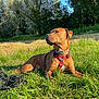 accessories, animal, bulldog, canine, countryside, dog, field, grass, grassland, hound, labradorretriever, meadow, nature, outdoors, pet, plant, puppy, rural, strap, straw