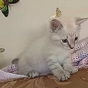 Kash joined the competition — help win amazing prizes! cat, kitten, white_fur, fluffy, pet, animal, sitting, couch, blanket, home, indoor, butterflies, wall_decor, portrait, cute, feline, whiskers, ears, paws, patterned_fabric