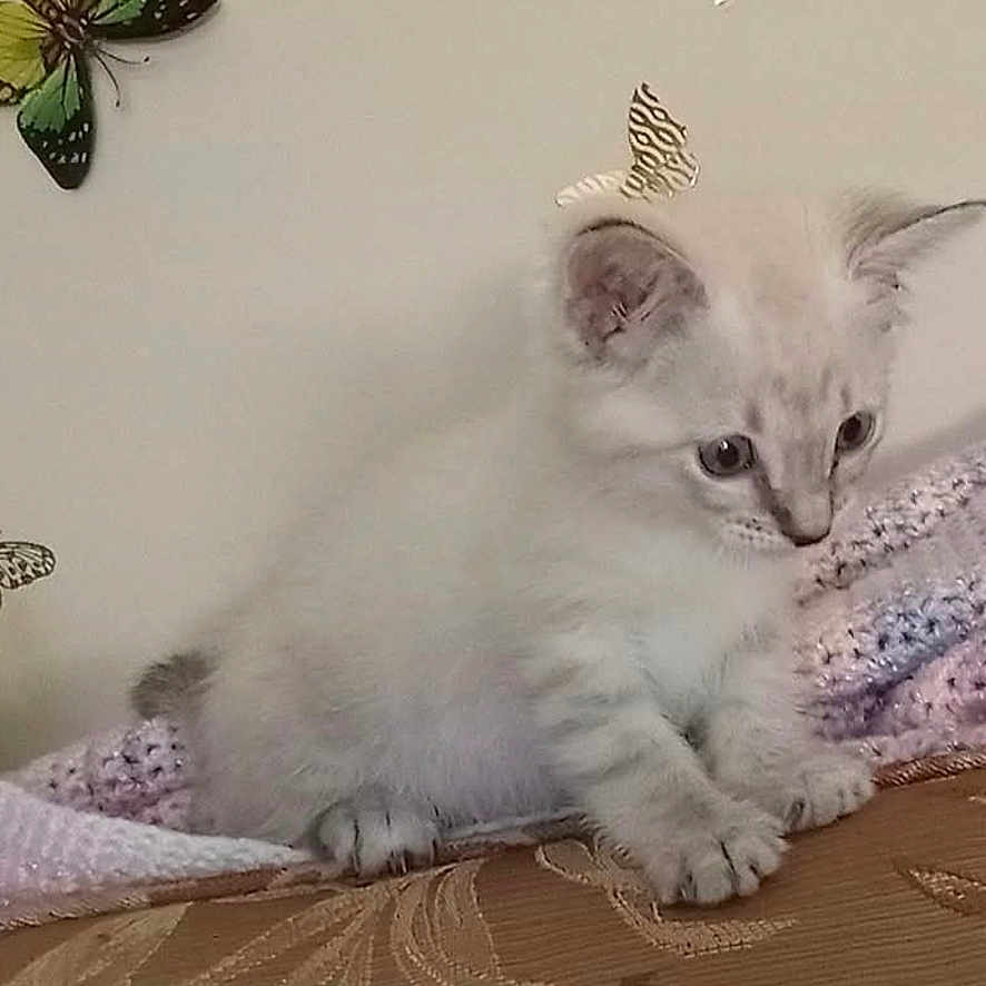 Kash