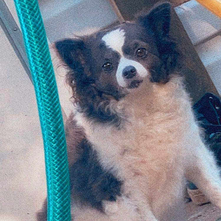 Lilbit