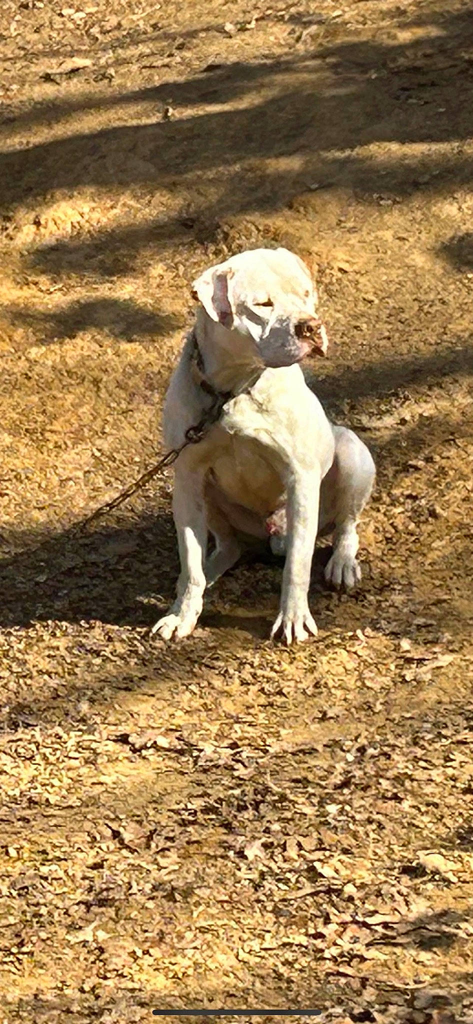 Cocoa is registered to the contest to win money with this photo: canidae, carnivore, collar, companion_dog, dog, dog_breed, dog_collar, dogo_guatemalteco, fawn, grass, hunting_dog, non_sporting_group, snout, soil, sporting_group, tail, terrestrial_animal, wood, working_animal, working_dog