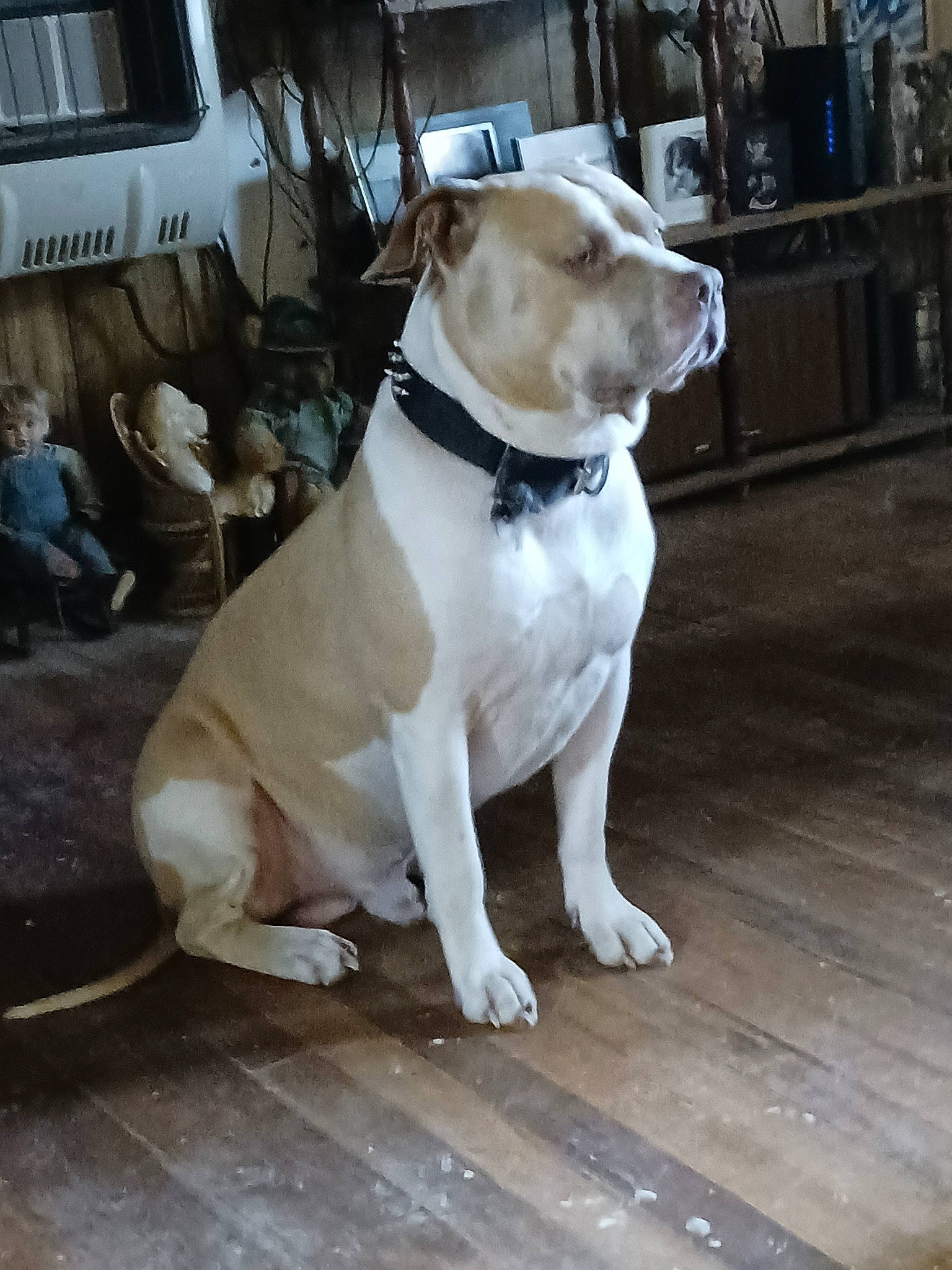 Baxter is registered to the contest to win money with this photo: cabinetry, canidae, carnivore, collar, companion_dog, dog, dog_breed, dog_collar, dog_supply, fashion_accessory, fawn, flooring, hardwood, leash, pet_supply, sporting_group, whiskers, window, wood, working_animal