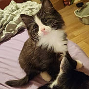 Sylvester joined the competition — help win amazing prizes! bed, blanket, cat, cozy, curious, domestic, dresser, fur, furniture, hardwood_floor, indoor, kitten, paws, pet, photobomb, portrait, tuxedo_cat, whiskers, wide_eyes, young