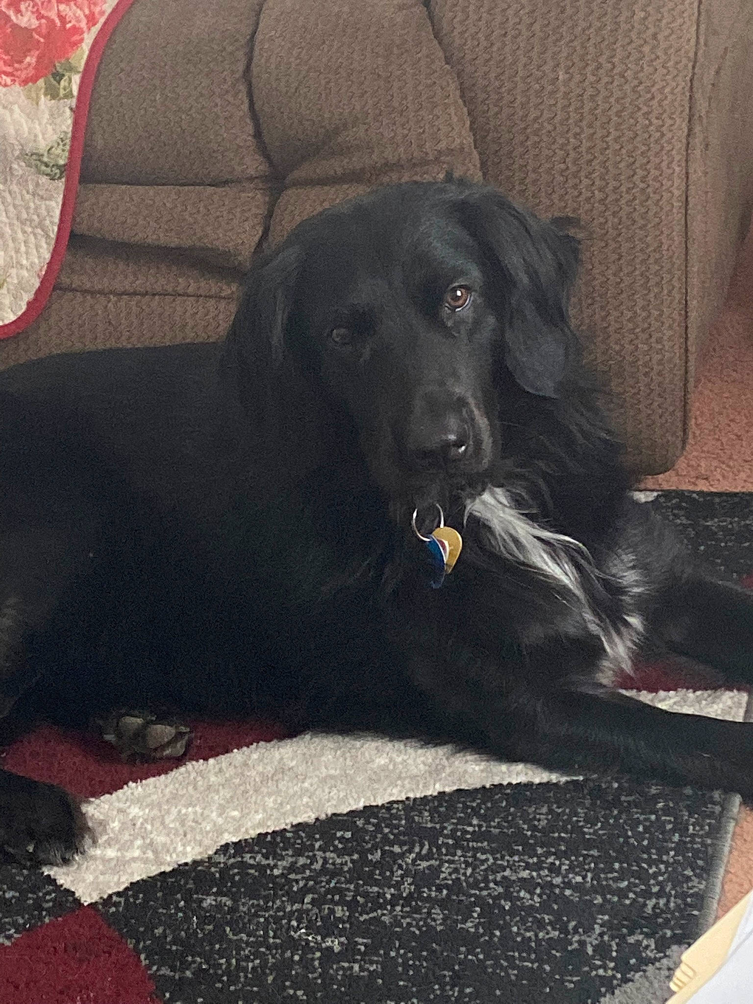 Jellybean is registered to the contest to win money with this photo: borador, canidae, carnivore, comfort, companion_dog, dog, dog_breed, fur, grey, gun_dog, metal, sitting, snout, sporting_group, terrestrial_animal, tints_and_shades, working_animal