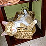 Gizmo is registered to the contest to win money with this photo: