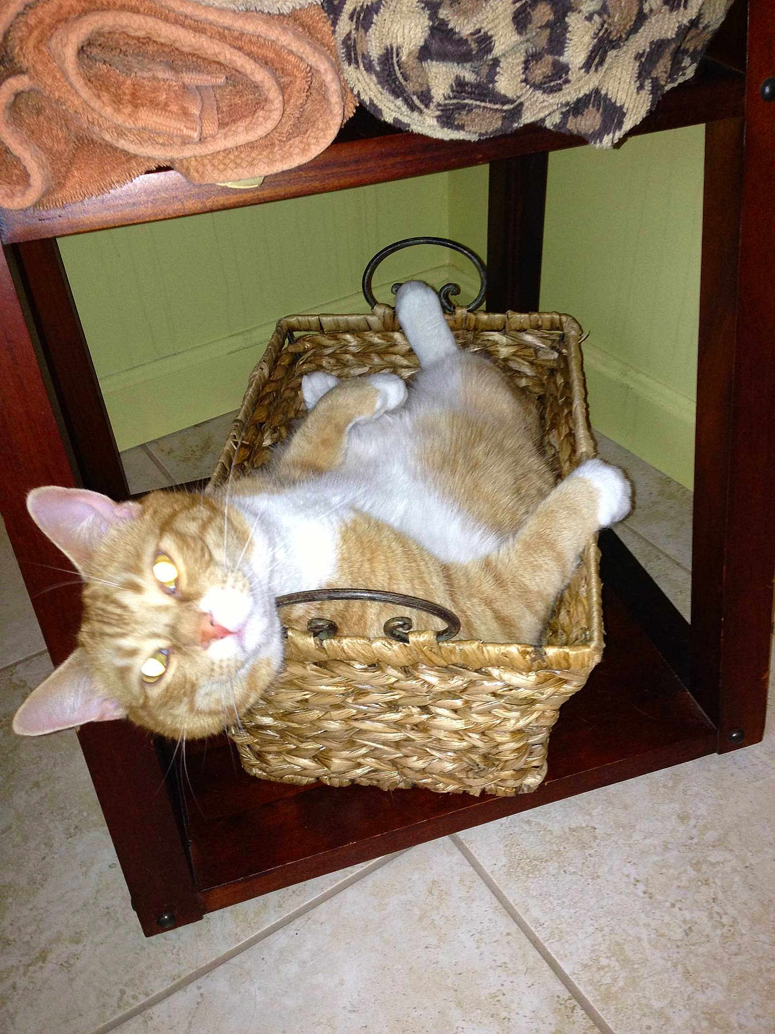 Gizmo