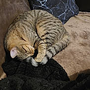 Amour participe au concours pour gagner de l'argent avec cette photo : cat, tabby, sleeping, couch, pillow, blanket, indoor, pet, feline, cozy, resting, striped, fur, tail, curled_up, home, relaxation, domestic_animal, comfort, nap